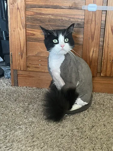 Aurora Pet Grooming - Cat grooming in Aurora
