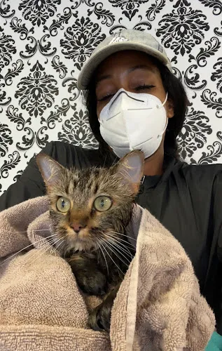 Bougie Pup Salon & Daycare - Cat grooming in Monroe
