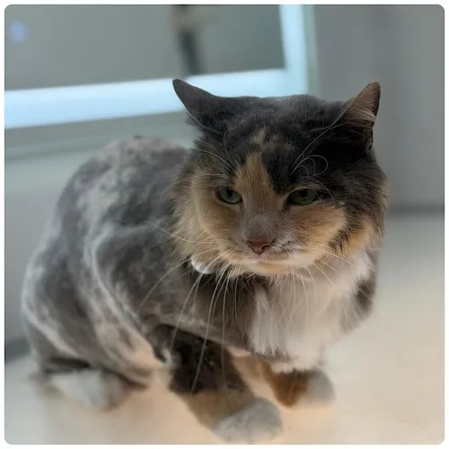 Boujee Mobile Pet Grooming - Cat grooming in Hialeah