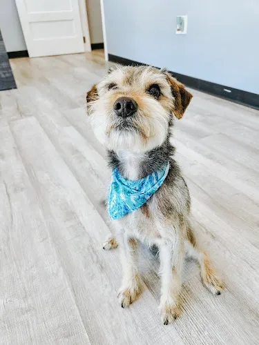 Puppourri Pet Spa - Cat grooming in McDonough