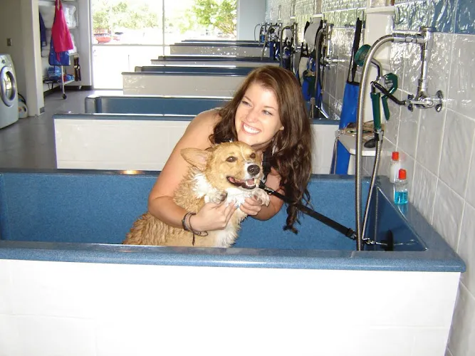 Lucky Dog Wash and Grooming - Professional cat grooming in College Station, TX