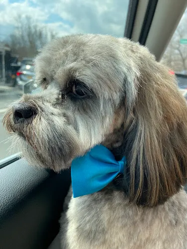 The Pet Salon - Cat grooming in Commack