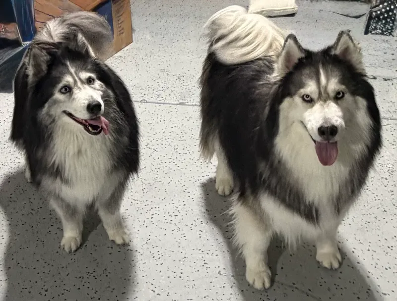Fluffy Pet Wash Mobile Grooming Las Vegas - Cat grooming in Las Vegas