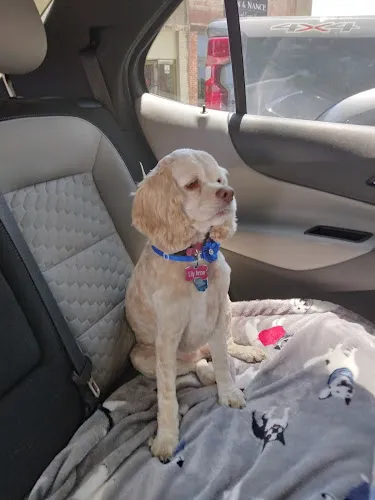 The Sudsy Pups Salon - Cat grooming in Newberry