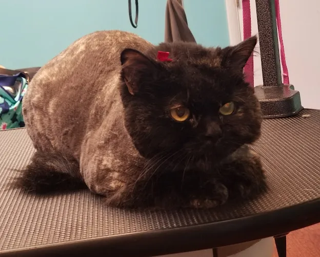 Smoochie Pooch - Cat grooming in Chagrin Falls