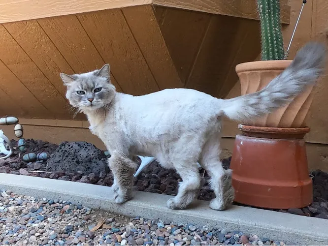 Velvet Bow Pet Grooming Eastside - Cat grooming in Tucson
