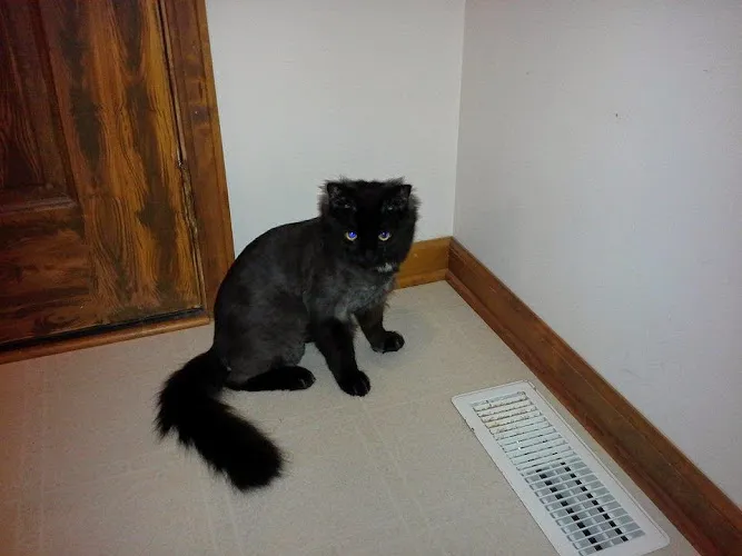 Carolyns Pampering Pawz - Mobile cat grooming in Benton, KY