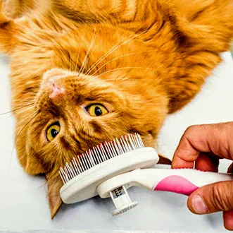Ruffcuts Dog & Cat Grooming - Cat grooming in Norfolk