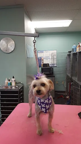 Pooch N Purr - Cat grooming in Sioux Falls