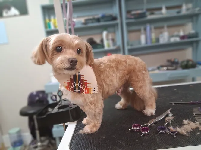 The Dublin Groomer - Cat grooming in Dublin