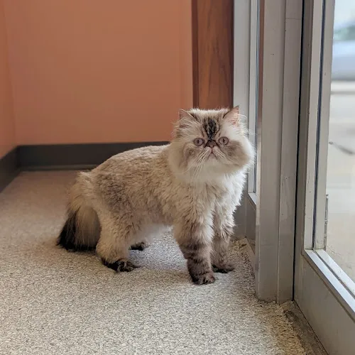 Smitten Kitten - Cat grooming in Ankeny