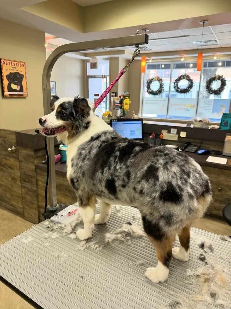 The Grooming Gallery - Cat grooming in Chicago