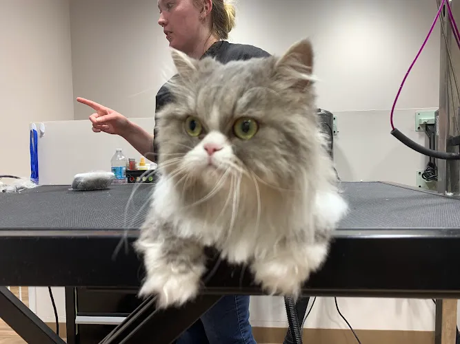 Max's Pet Market & Salon New Tampa - Professional cat grooming in Tampa, FL