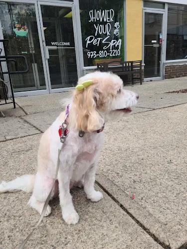 Shower your pet - Cat grooming in Mt Arlington