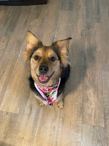Jacqueline's Happy Pup Parlor - Cat grooming in Sweetwater