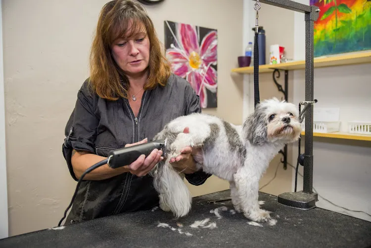Powder Hounds Grooming Salon - Cat grooming in Steamboat Springs