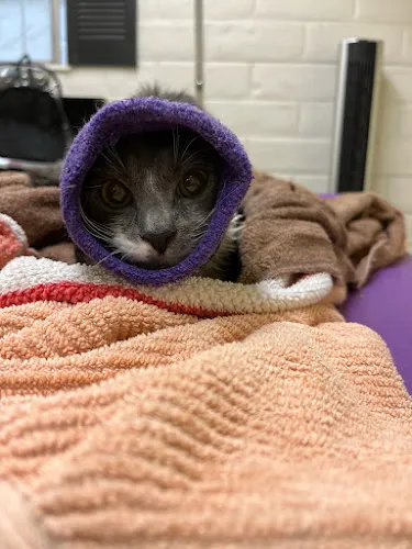 Noni's Pet Boutique & Grooming - Cat grooming in Pleasant Hill