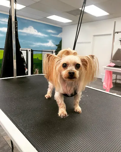 Posh Paws - Cat grooming in Downey