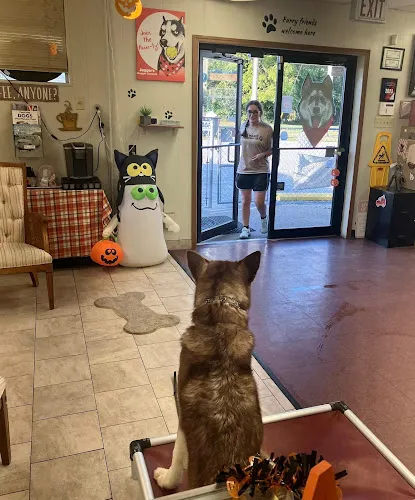 Jagger's Doggie Daycare, Dog Grooming, Training & Boarding - Cat grooming in Mt Vernon