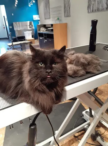 Pawsitively Purrfect LLC - Cat grooming in Conifer