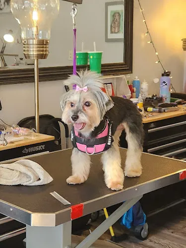 Buds. N' Suds Dog Grooming - Cat grooming in Chicago