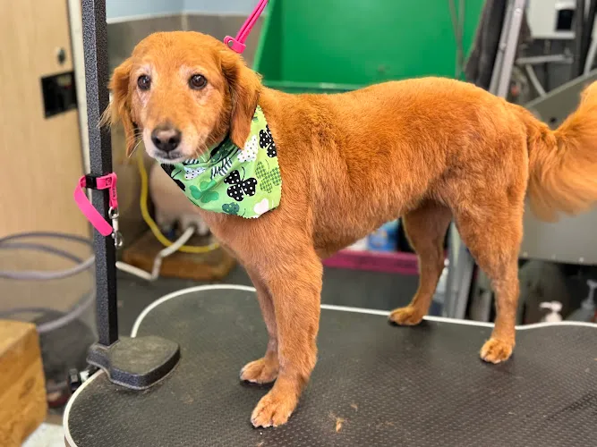 Wag'n Wagon - Professional cat grooming in Hope, MI