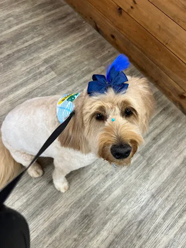 Woof Gang Bakery Northgate Square - Cat grooming in Lutz