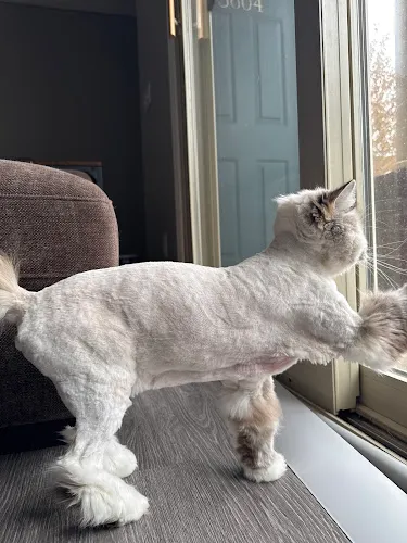 Wag 'N Tails Pet Resort - Professional cat grooming in Lansing, MI