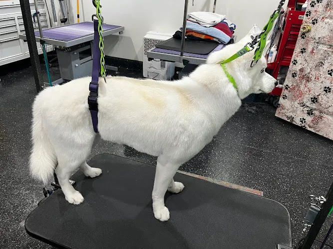Cupid’s Cuts - Cat grooming in Westminster