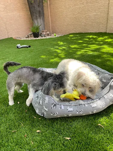 Octavia's Doggie Paws - Cat grooming in Chandler