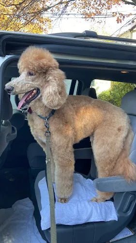 The Pampered Pooch - Cat grooming in Cos Cob