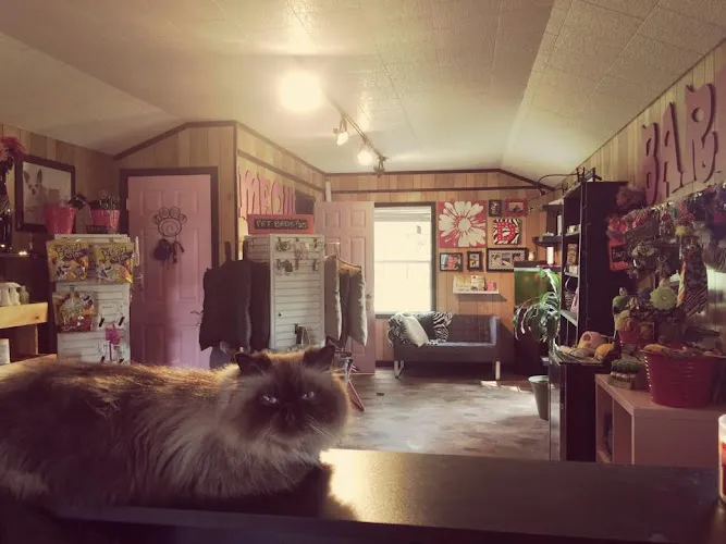 D'tails Pet Spa - Cat grooming in Sparta