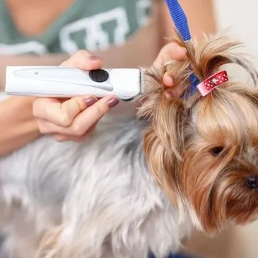 Just Dogs by Jennifer - Cat grooming in Concord