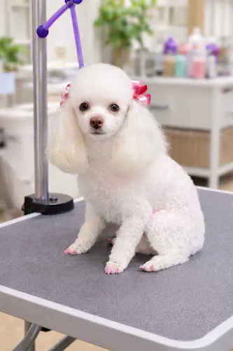 Bubbles & Bows Pet Salon - Mobile cat grooming in Natchez, MS