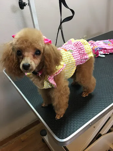 Snooty's Pet Salon - Cat grooming in Cortez