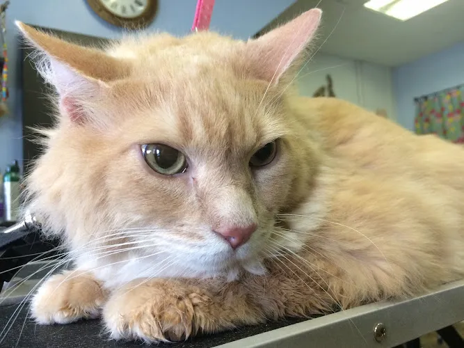 Snippers Grooming - Cat grooming in Boston