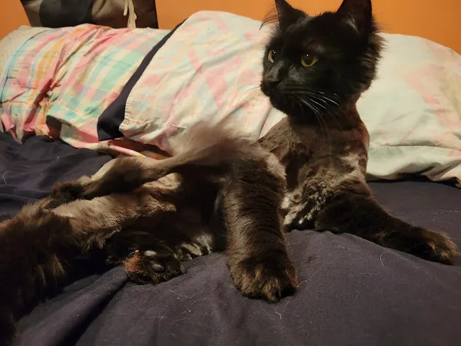 PawPrints Grooming & Boutique - Cat grooming in Putnam Valley