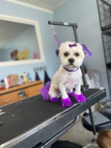 Sittin' Pretty Pet Spa - Mobile cat grooming in Eastpointe, MI