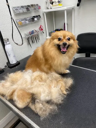 La Bone Pet Spa - Cat grooming in Cooper City