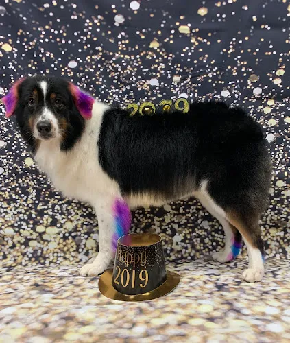 Soggy Dog Pet Grooming Spaw (Oviedo, FL) - Cat grooming in Oviedo
