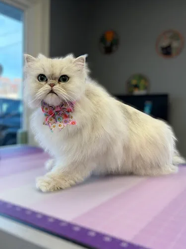 The Fluffery - Cat grooming in West Bloomfield Township