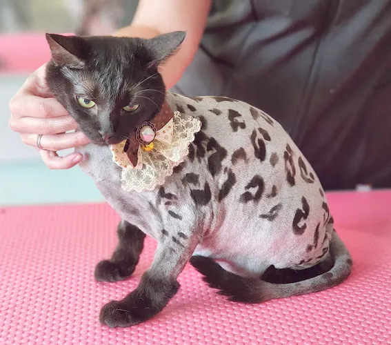 GroomLand Pet Grooming - Cat grooming in Deltona
