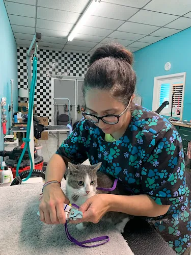 Adrienne’s Paw Paw Spa - Professional cat grooming in White Hall, WV