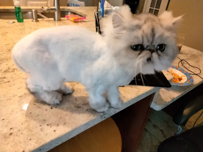 Fur Oak Professional Pet Grooming LLC - Cat grooming in Leander