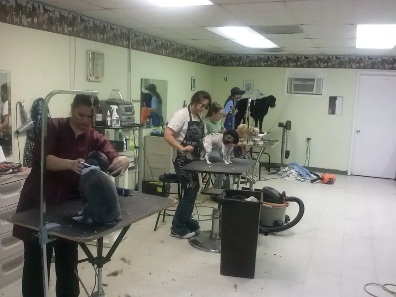 All Pets Grooming Salon - Professional cat grooming in Jacksonville, FL