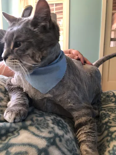Paws & Claws Pet Bakery and grooming - Cat grooming in Bellingham