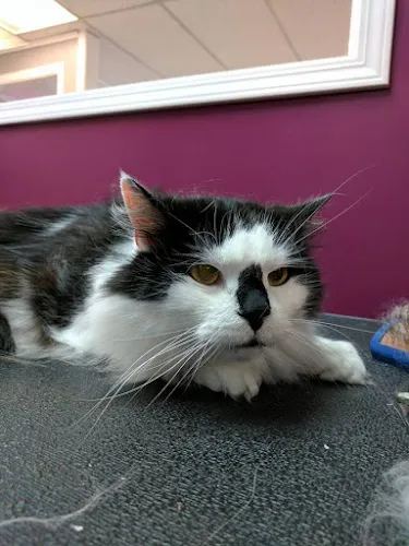 Barker Shop - Mobile cat grooming in Ashland, OH