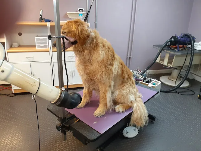 Deb's Dog House - Cat grooming in Buzzards Bay