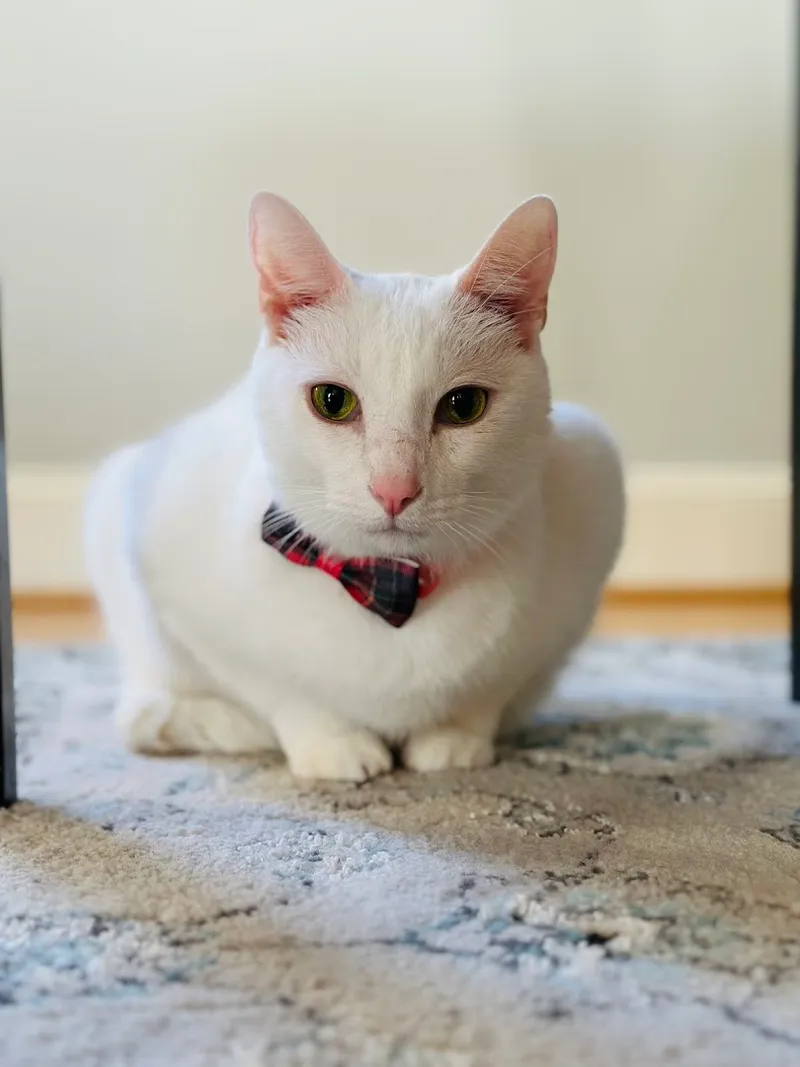 The Cat's Pajamas Of Houston LLC - Mobile cat grooming in Houston, TX
