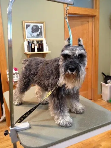 A Green Dog Grooming - Cat grooming in South Milwaukee